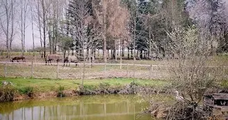 CHEVAUX